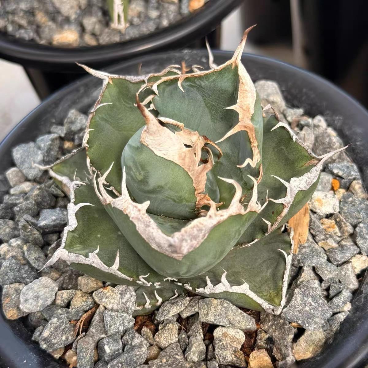 3-10cm Agave titanota “SAD” 