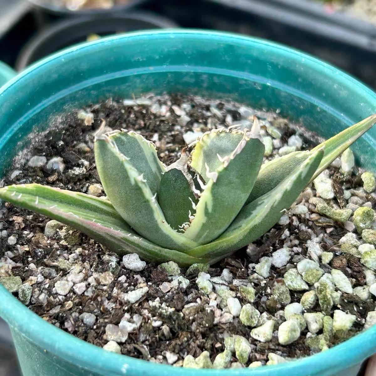 3-10cm Agave titanota “SAD” 