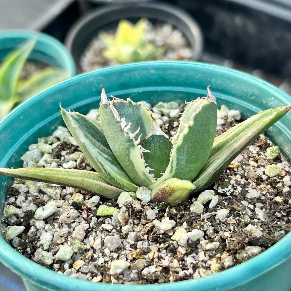 3-10cm Agave titanota “SAD” 