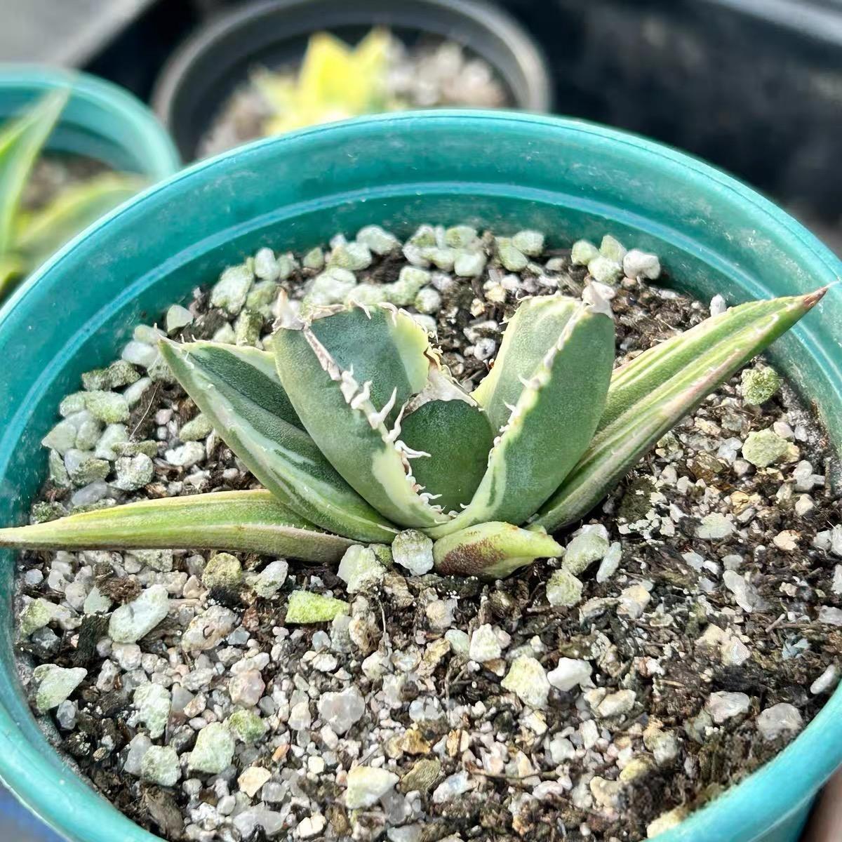 3-10cm Agave titanota “SAD” 