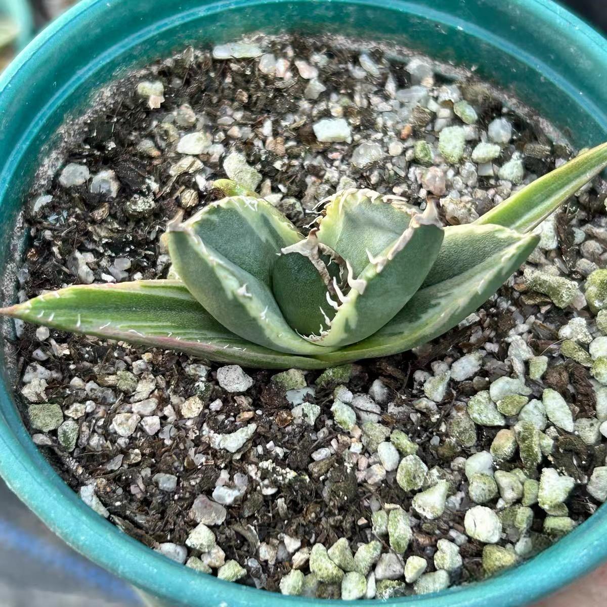 3-10cm Agave titanota “SAD” 