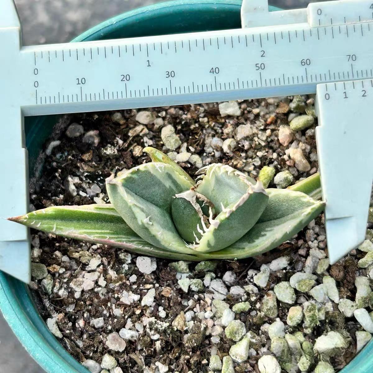 3-10cm Agave titanota “SAD” 