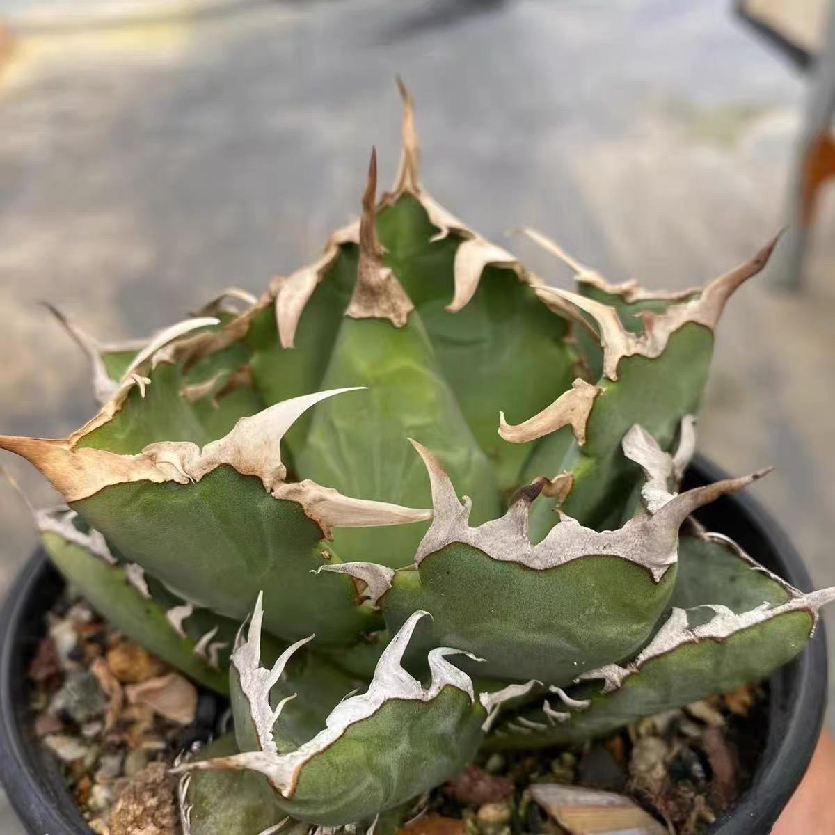 5-15cm Agave oteroi 'Crab'