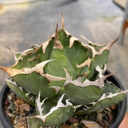 5-15cm Agave oteroi 'Crab'