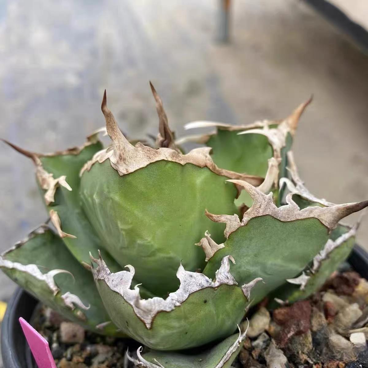 8-10cm Agave oteroi 'Crab'（subadult）