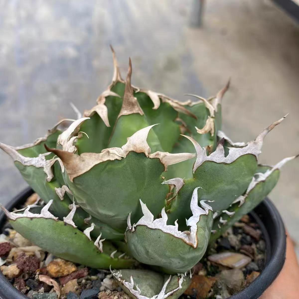 5-15cm Agave oteroi 'Crab'