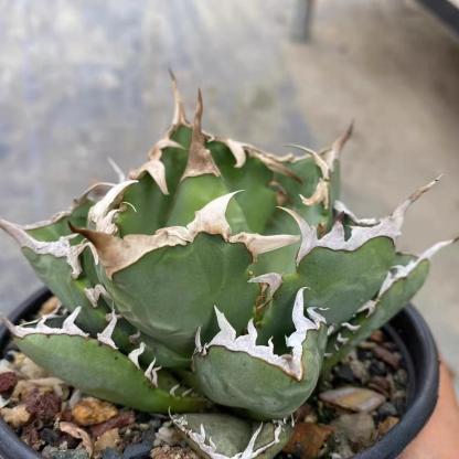 5-15cm Agave oteroi 'Crab'