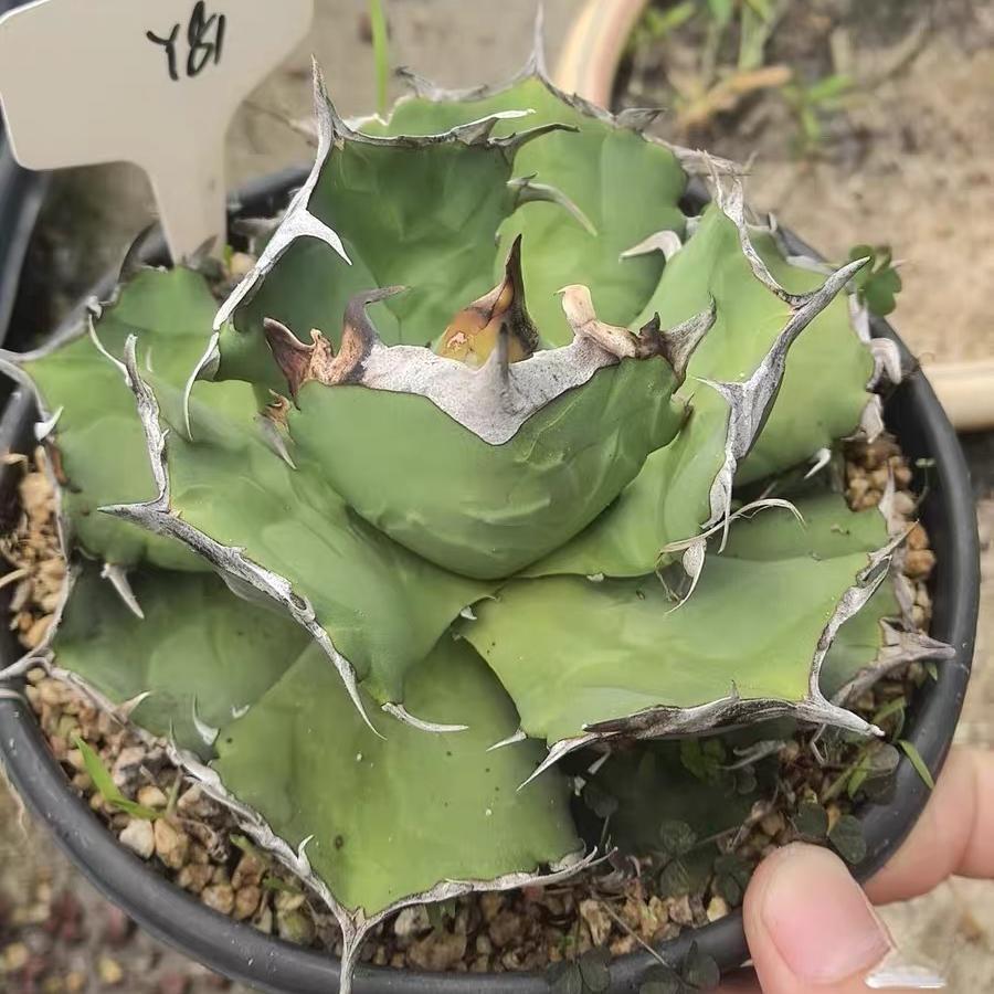 5-15cm Agave oteroi 'Crab'