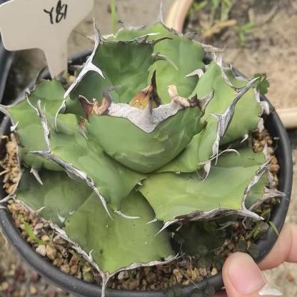 5-15cm Agave oteroi 'Crab'