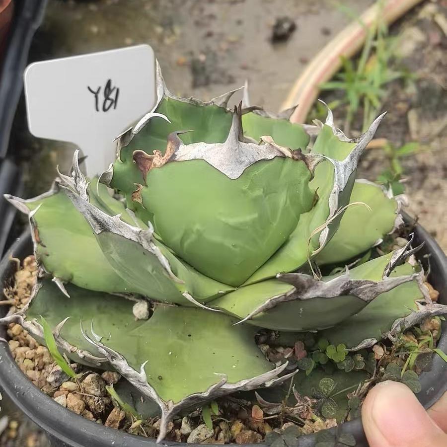 5-15cm Agave oteroi 'Crab'