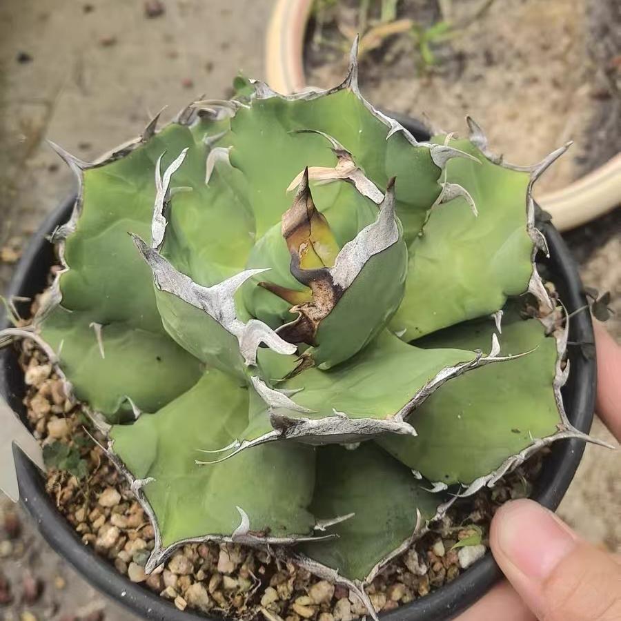 5-15cm Agave oteroi 'Crab'