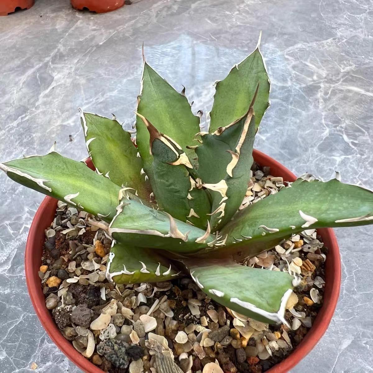 8-10cm Agave oteroi 'Crab'（subadult）