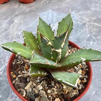 8-10cm Agave oteroi 'Crab'（subadult）