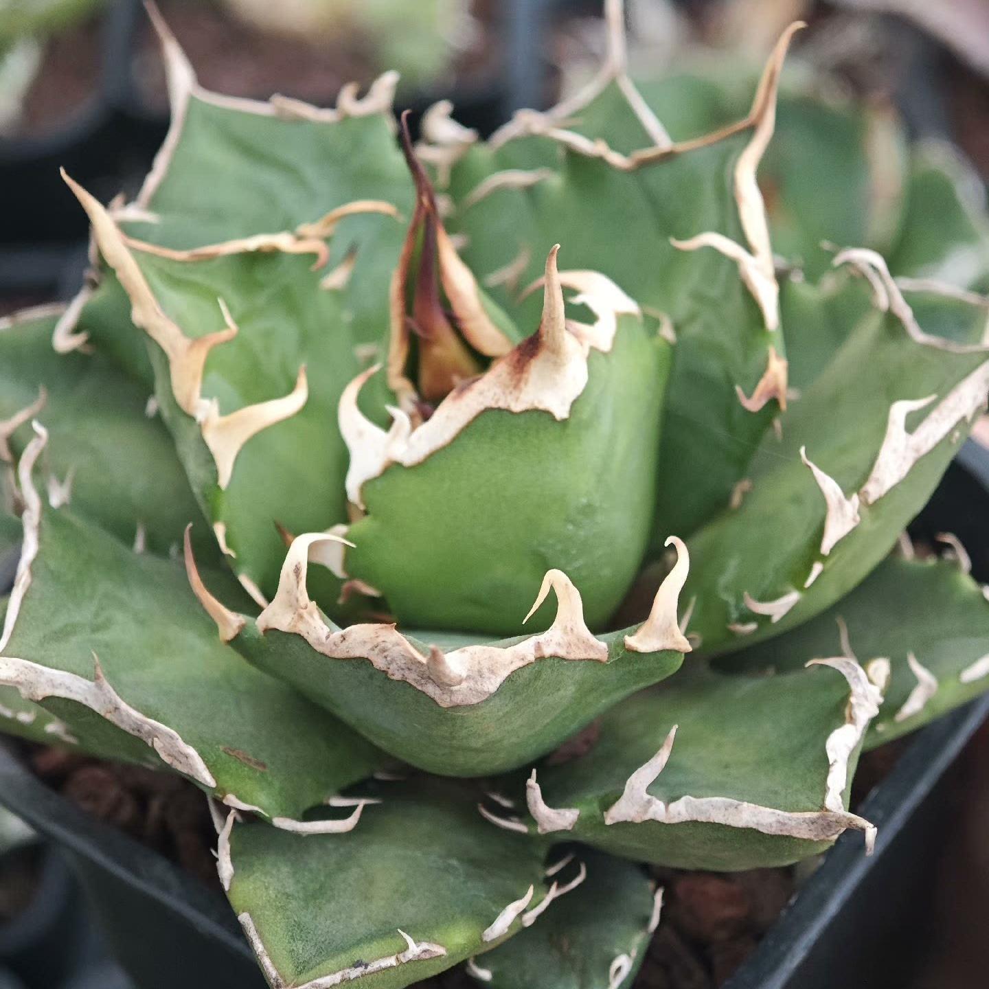 4-14cm Agave titanota “crazy” 