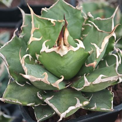 4-14cm Agave titanota “crazy” 