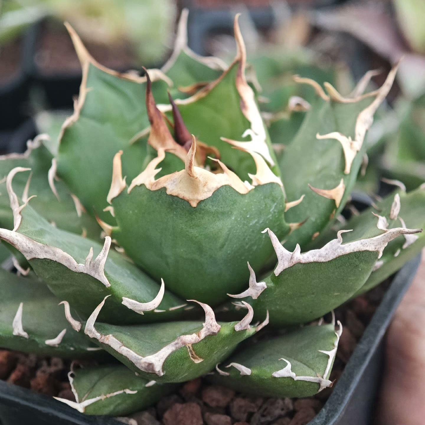 4-14cm Agave titanota “crazy”