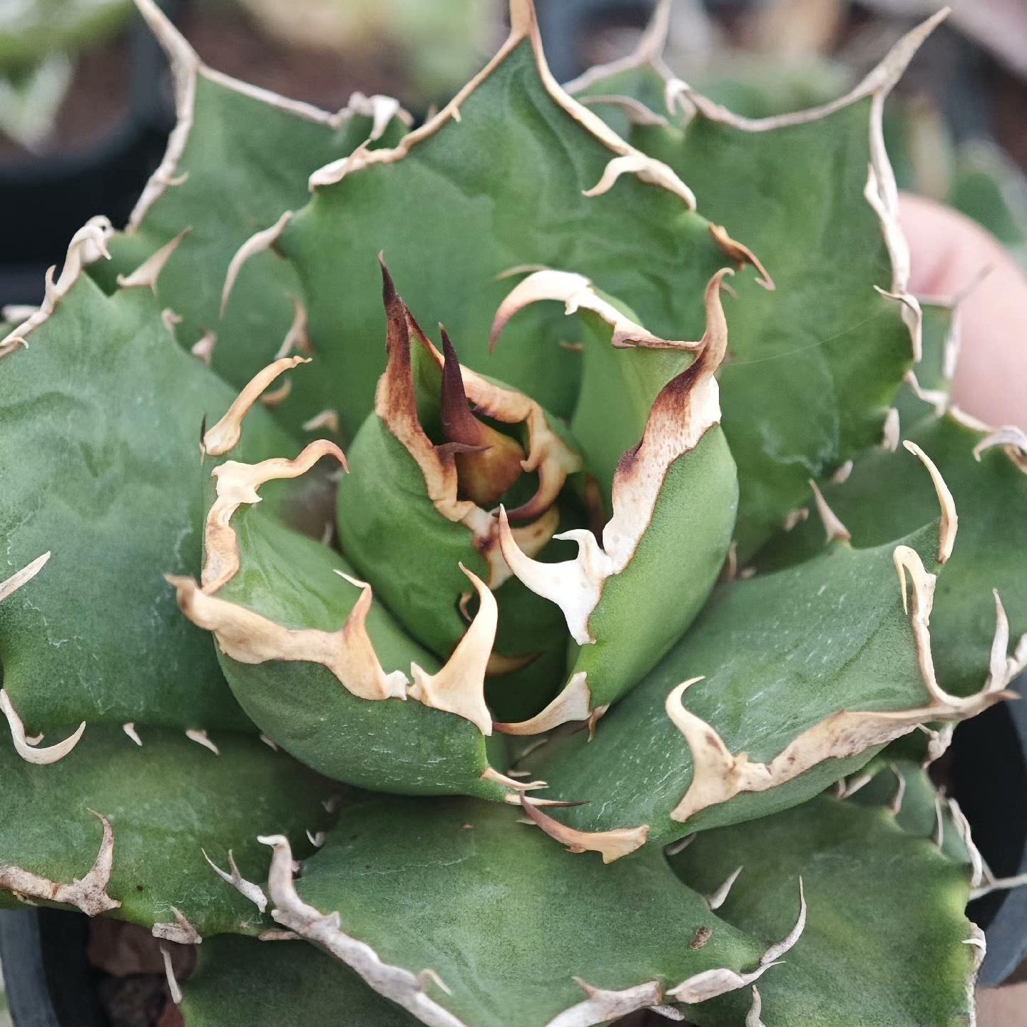 4-14cm Agave titanota “crazy” 