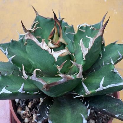4-14cm Agave titanota “crazy” 