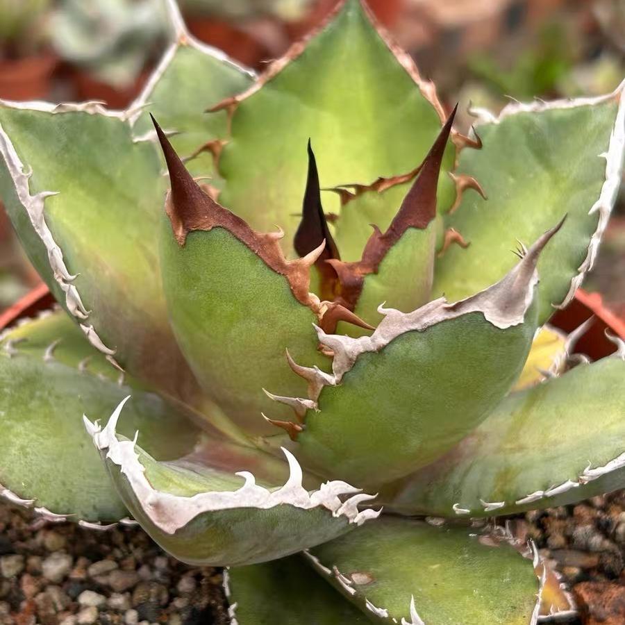 4-14cm Agave titanota Shark Sword