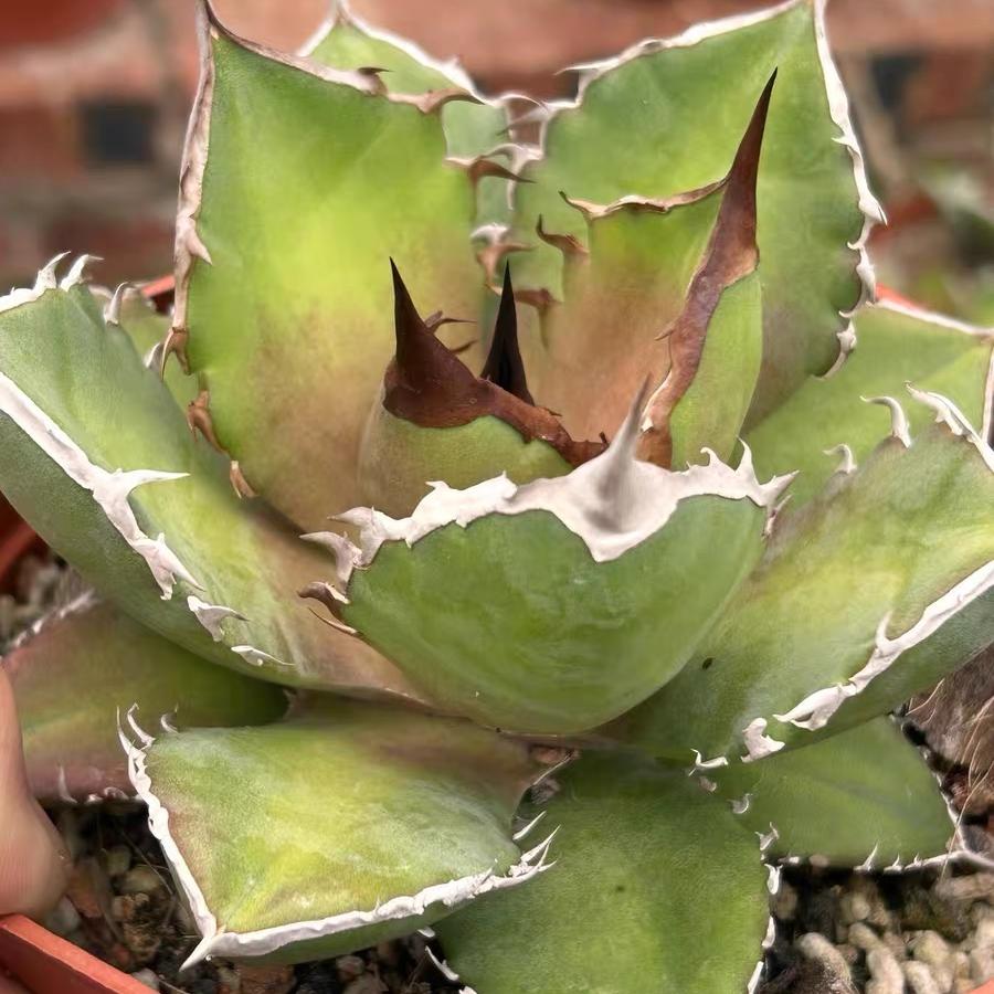 4-14cm Agave titanota Shark Sword