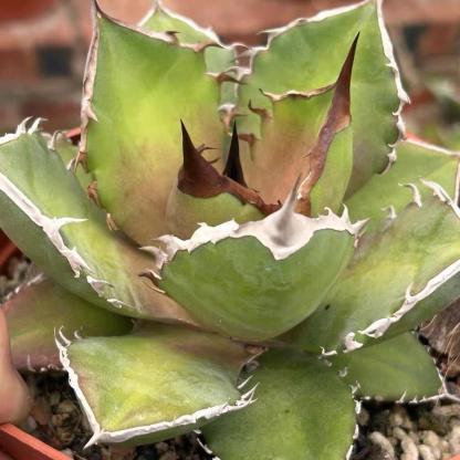 4-14cm Agave titanota Shark Sword