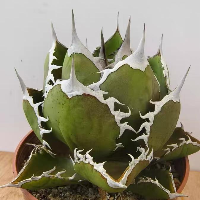 4-14cm Agave titanota Shark Sword