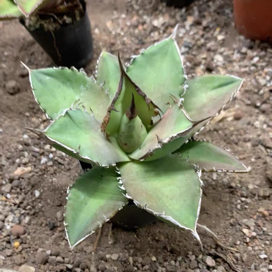 8-10cm Agave titanota Shark Sword（ subadult）