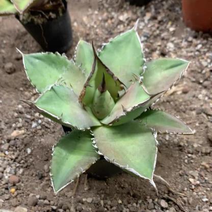 4-14cm Agave titanota Shark Sword