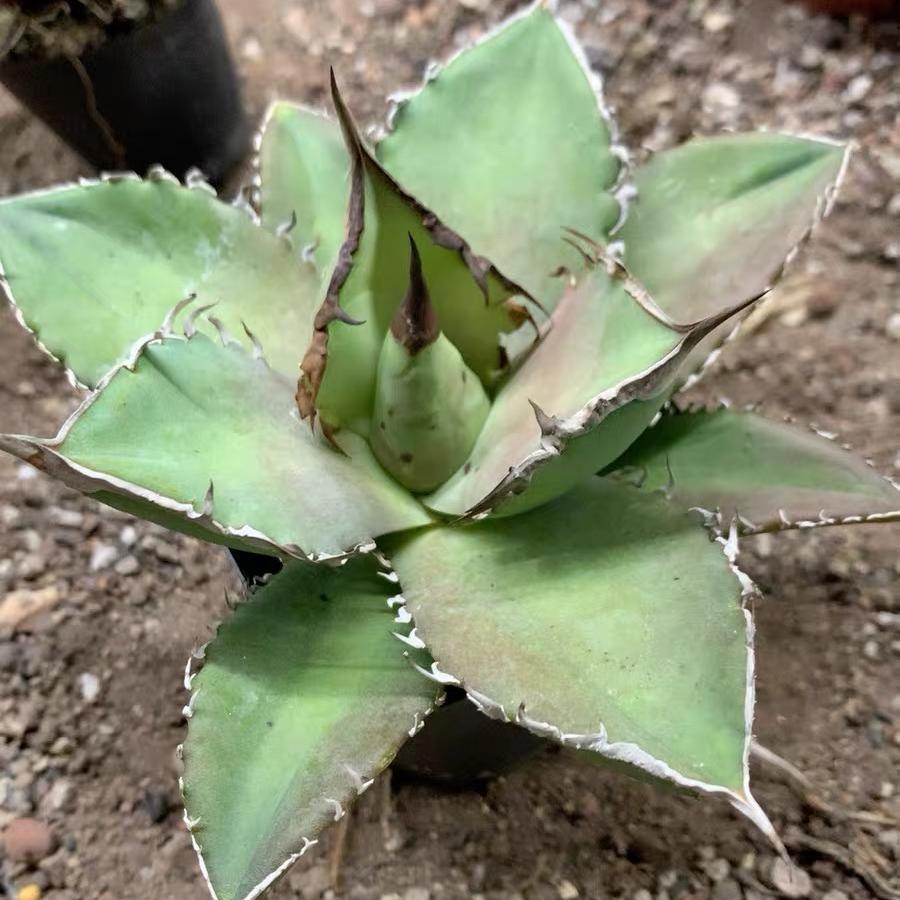 4-14cm Agave titanota Shark Sword