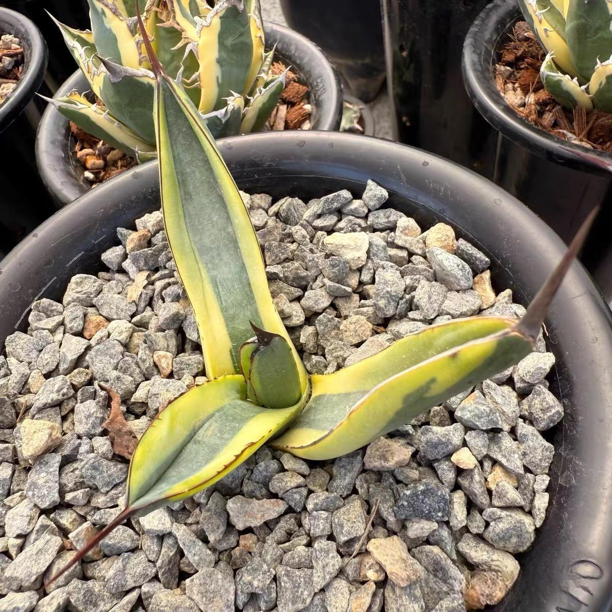8-10cm Agave 'Shark skin'（variegated）