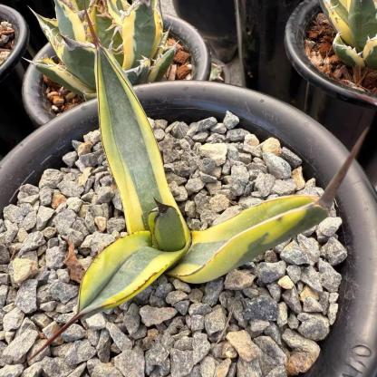 8-10cm Agave 'Shark skin'（variegated）