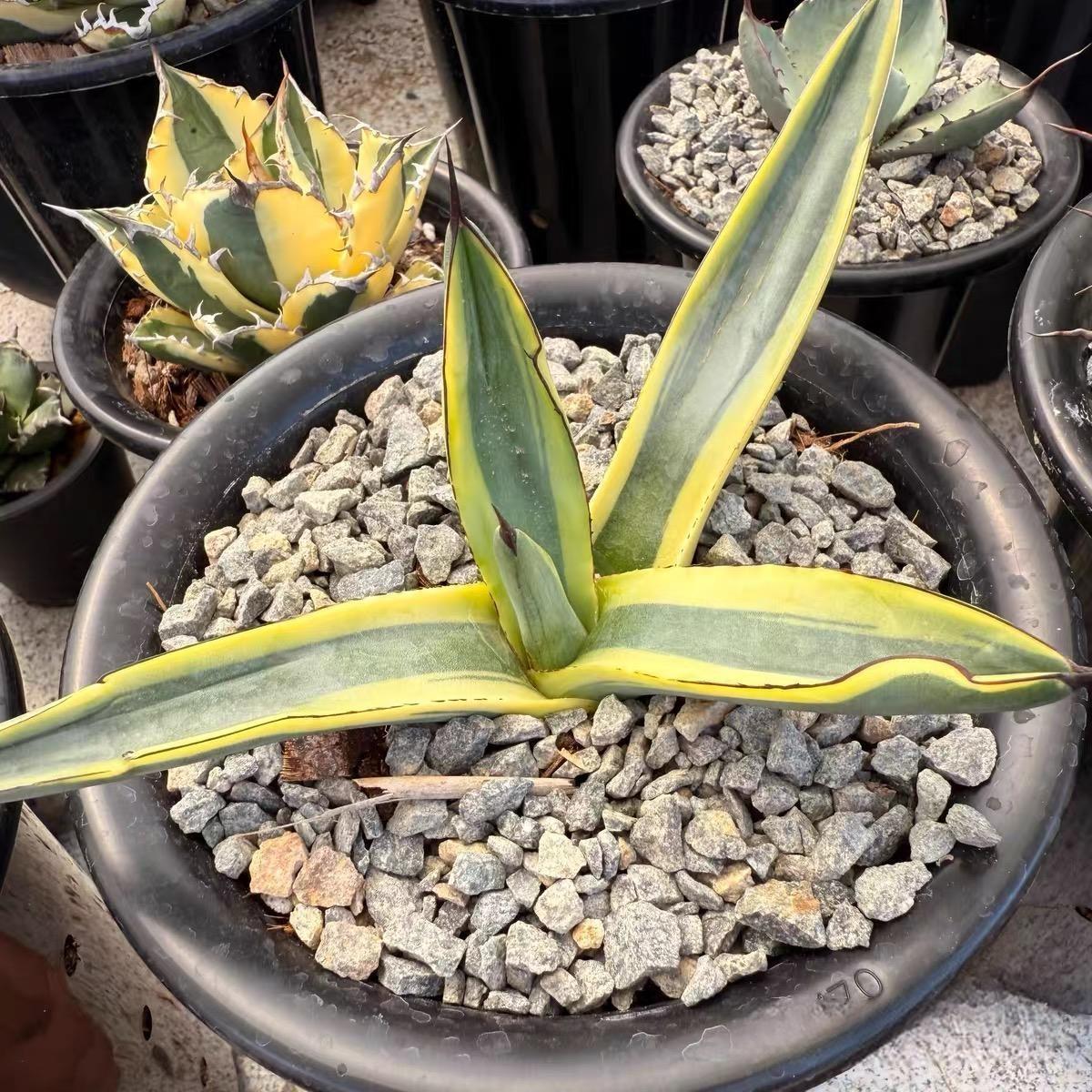 8-10cm Agave 'Shark skin'（variegated）