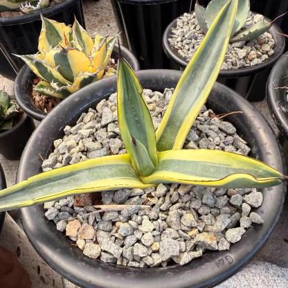 8-10cm Agave 'Shark skin'（variegated）