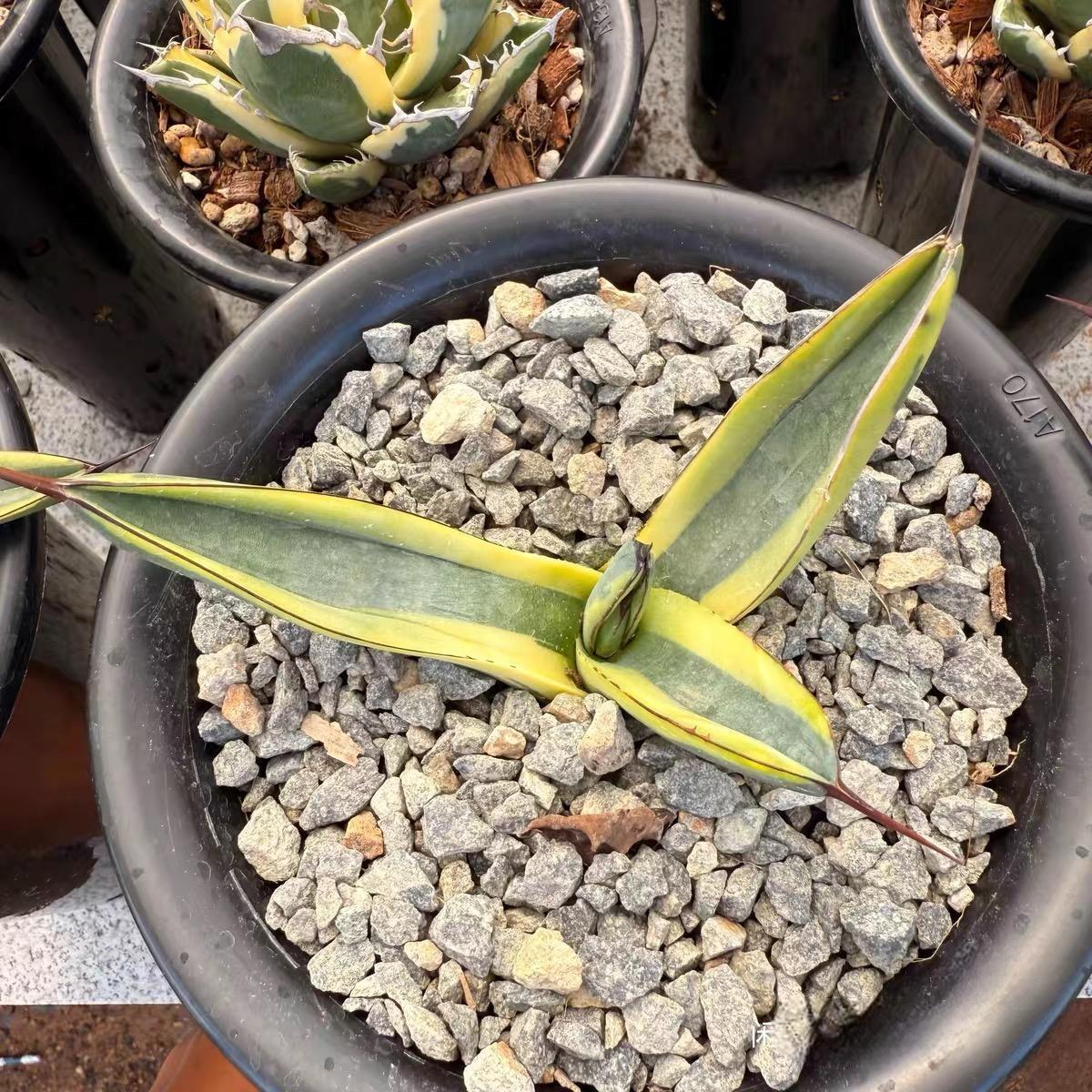 8-10cm Agave 'Shark skin'（variegated）