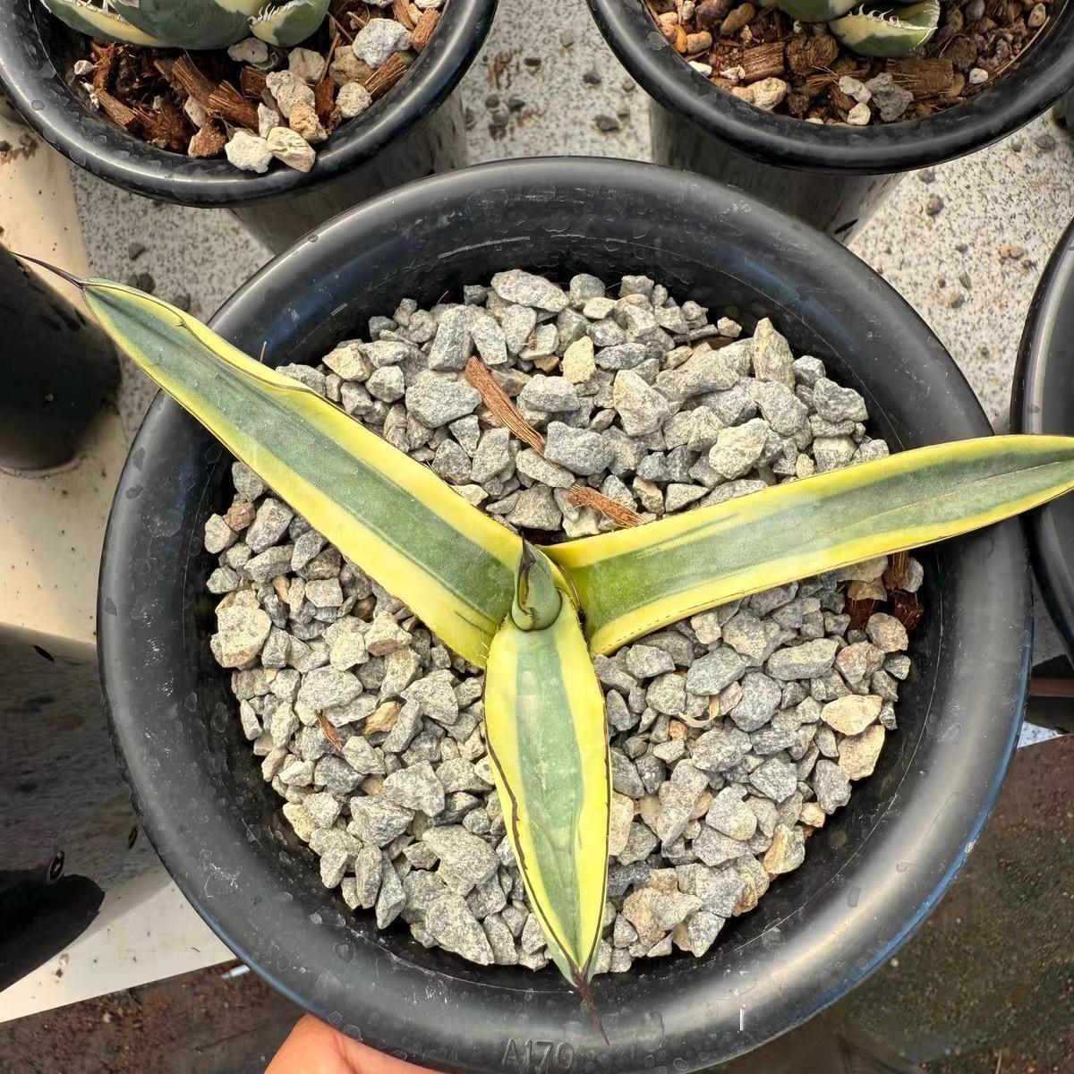 8-10cm Agave 'Shark skin'（variegated）