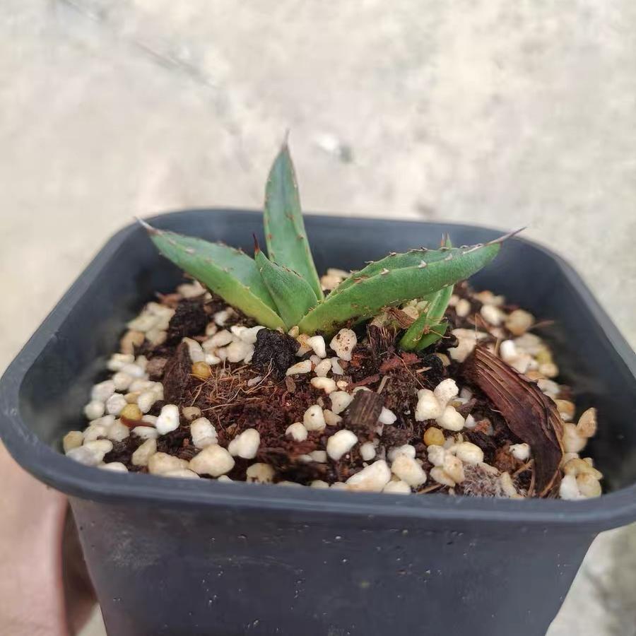 4-12cm Agave 'Shark skin'