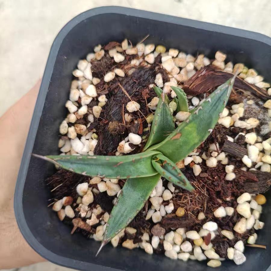 4-12cm Agave 'Shark skin'