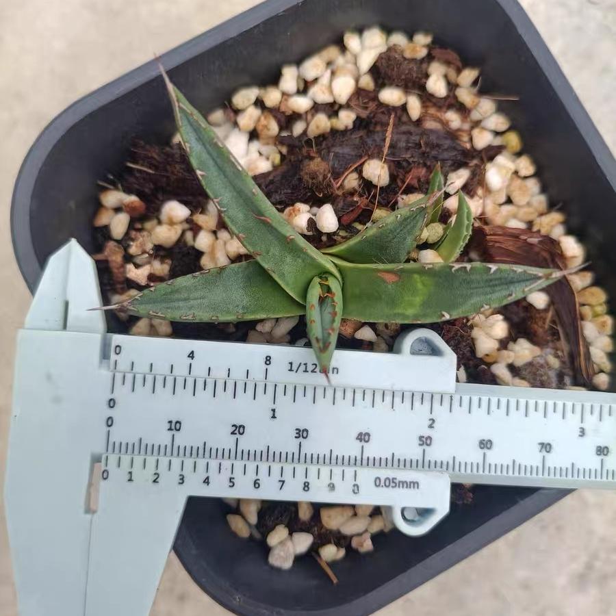 4-12cm Agave 'Shark skin'