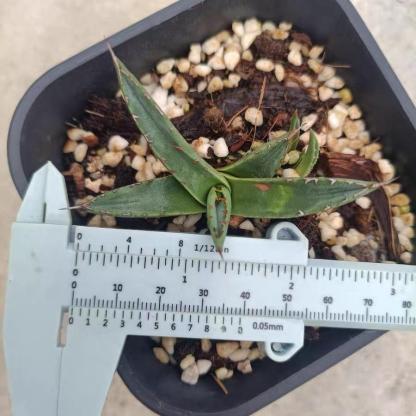 4-12cm Agave 'Shark skin'