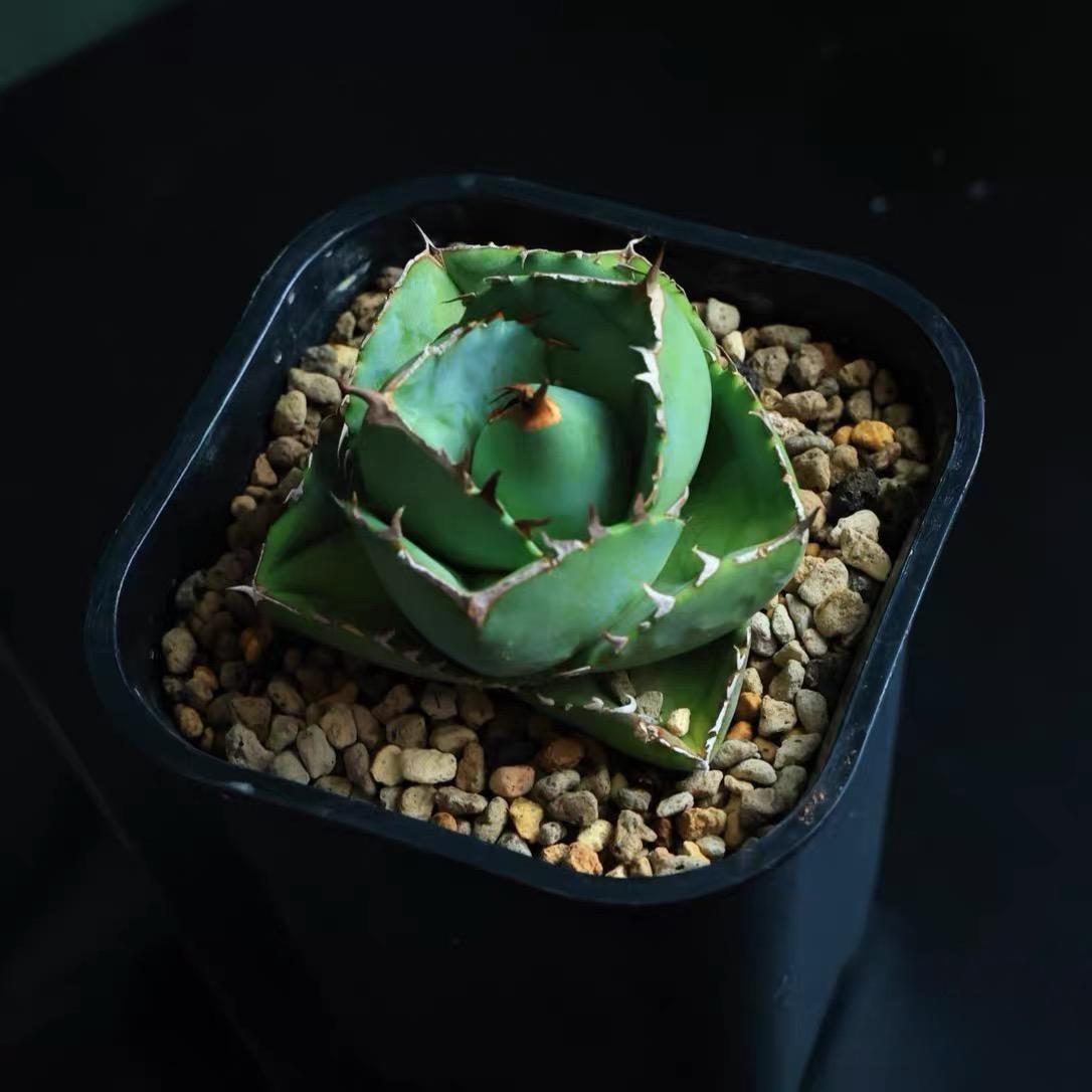 3-10cm Agave Titanota Juggernaut
