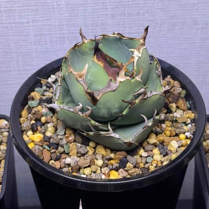 3-10cm Agave Titanota Juggernaut