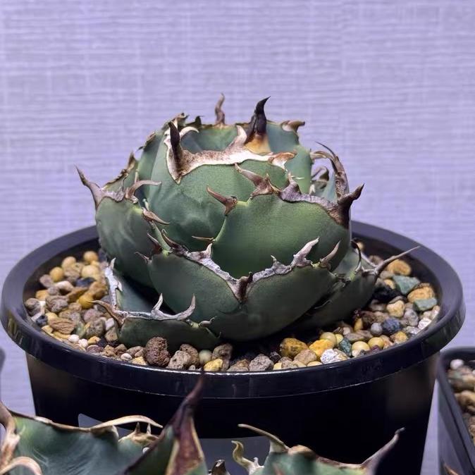 3-10cm Agave Titanota Juggernaut