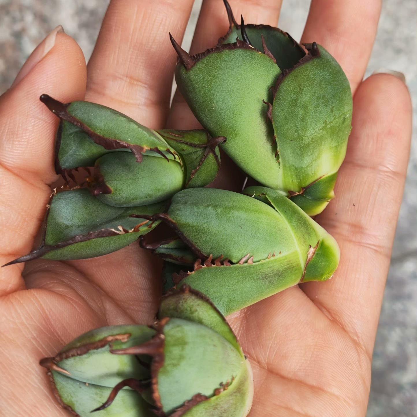 2-4cm Agave Titanota Juggernaut （tissue culture）