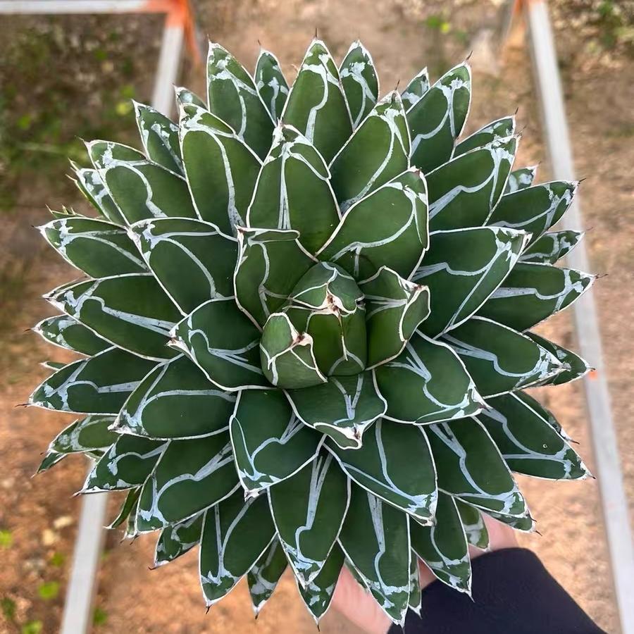 5-20cm Agave victoriae-reginae