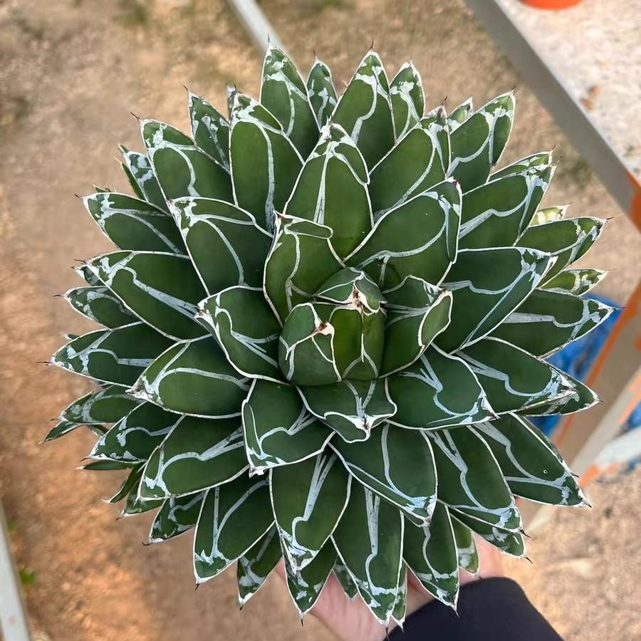 5-20cm Agave victoriae-reginae