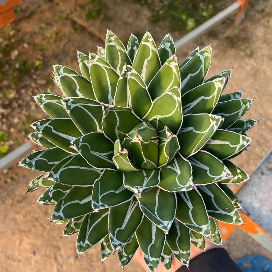 5-20cm Agave victoriae-reginae