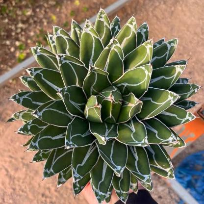 5-20cm Agave victoriae-reginae