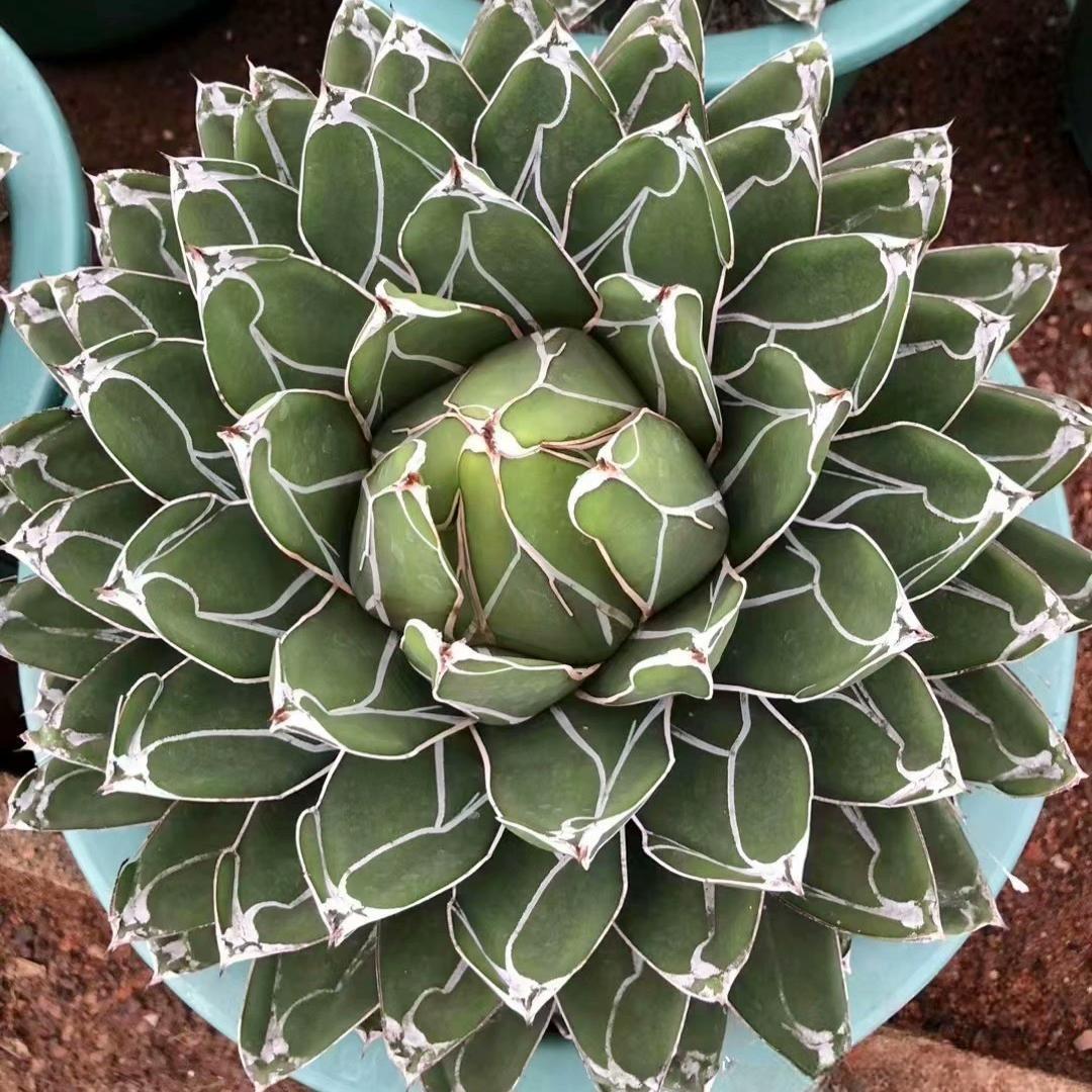 5-20cm Agave victoriae-reginae