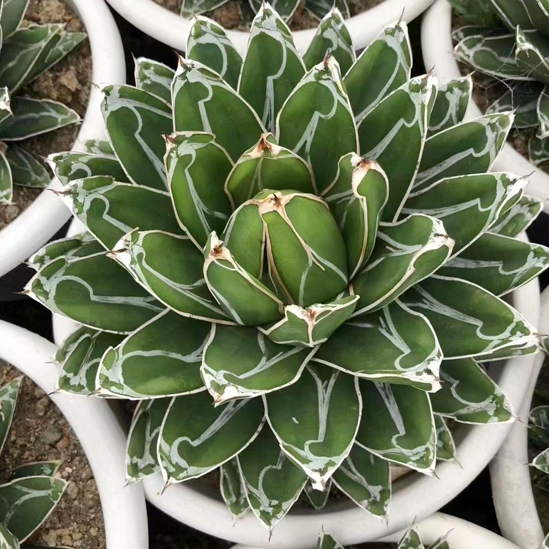 5-20cm Agave victoriae-reginae