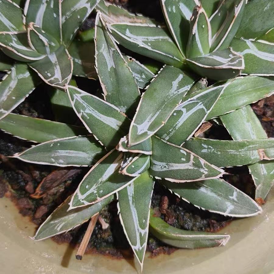 8-10cm Agave victoriae-reginae